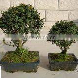 Ilex Chinensis Sims Bonsai Ball Shape thumbnail-1
