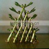 Lucky Bamboo Triangle thumbnail-1