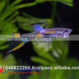 Endler Guppy Fish / Guppy Fish for Sale thumbnail-5