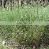 Vetiveria Zizanioides thumbnail-1