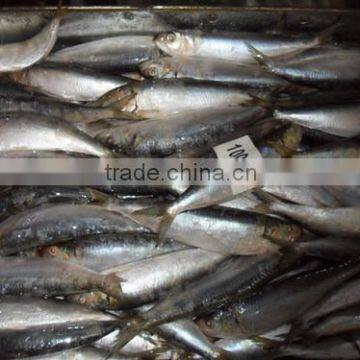 Good quality frozen sardine seafood fish 100-120 pcs