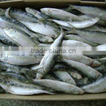 Sardine manufacturer with size 10 - 12 pcs / kg