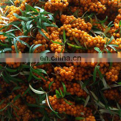 Sea Buckthorn Seed Powder Freeze Drying Processing Machine photo-4