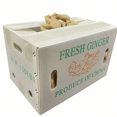 Caixas de plástico corrugado reciclado personalizadas para transporte de gengibre fresco e legumes