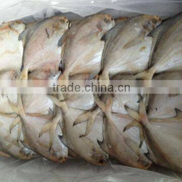 Frozen Silvery Pomfret Fish