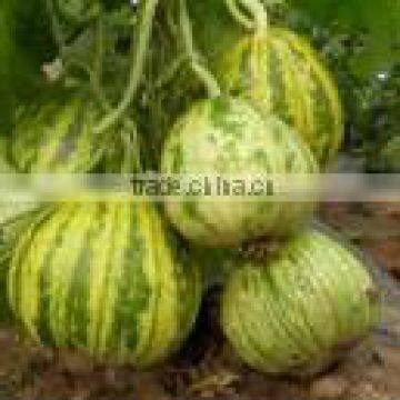 Planting hybrid musk melon seeds Flower dragon honey