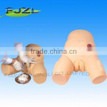 human Male Catheterization Training Simulator for study