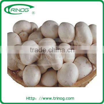 Market price Shiitake mushroom farm for sale