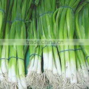 Spring onion