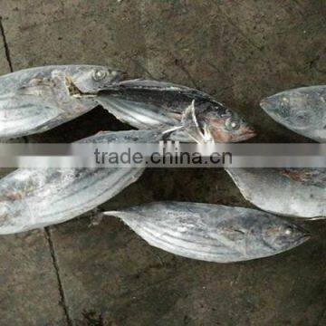 seafrozen skipjack tuna big size whole round