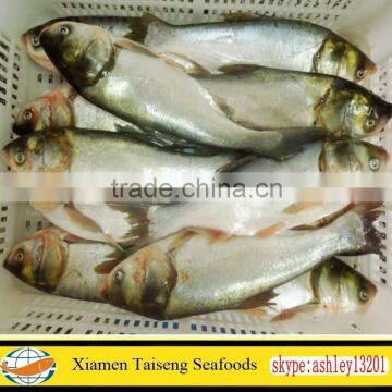 Hotsale Frozen Silver Carp 500-1000g