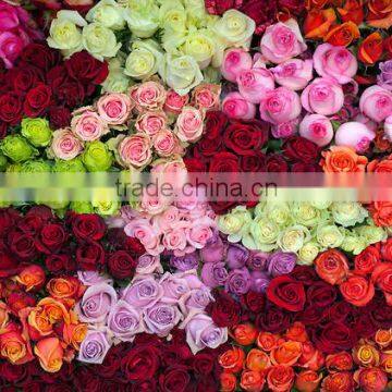 Fresh Cut Roses photo-2
