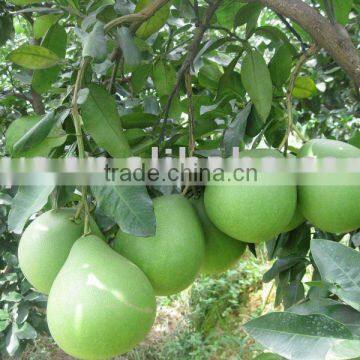 Chinese Honey Pomelo