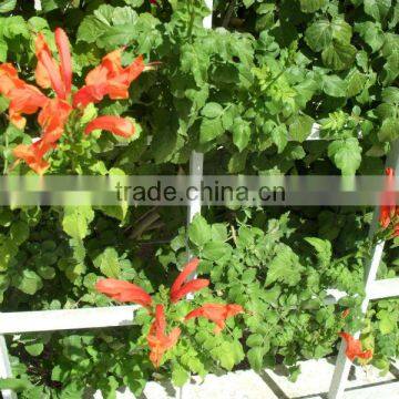 Tecoma capensis Tecomaria radicans Tecoma radicans Orange Trumpet Climbers