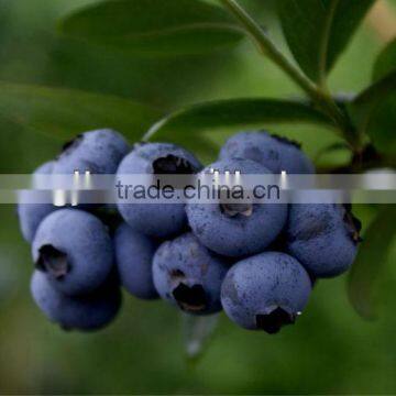High quality plant Blue Berry Extract