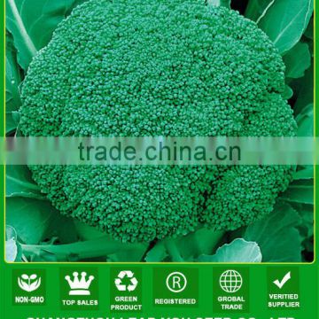 ABR012 Chishi early maturity green vegetable seeds for sale, green cauliflower seeds