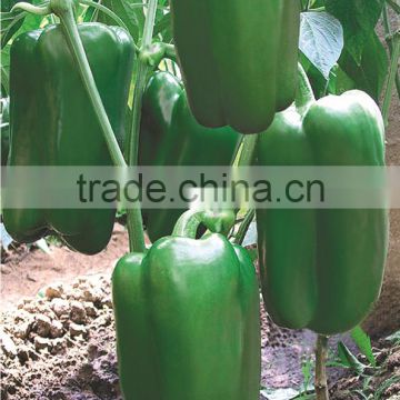 hybrid space pepper seeds