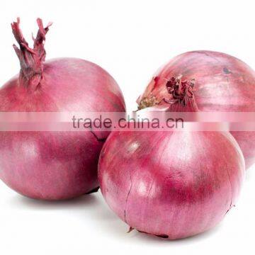 Fresh Onion 2016 Crop from Vietnam