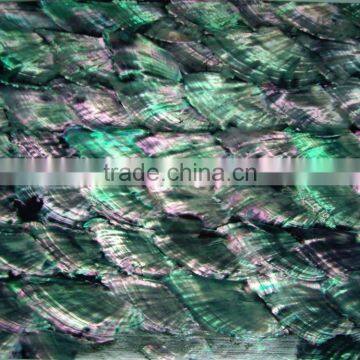 donkey ear abalone shell sheets