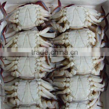 frozen IQF&BQF blue swimming crabs with large sizes