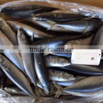 Pacific Mackerel photo-2