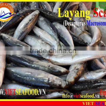 FROZEN LAYANG SCAD (MUROAJI) WHOLE ROUND