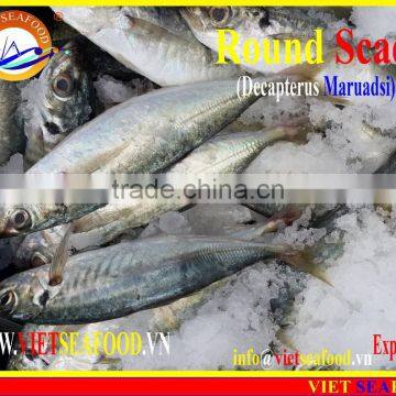 FROZEN MARUADSI WHOLE ROUND (ROUND SCAD) photo-5
