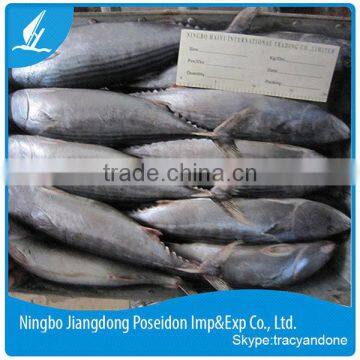 A garde 1kg up whole round frozen bonito tuna (sarda sarda)