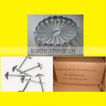 china roofing nails/roofing nails umbrella head/roofing nails cheap price