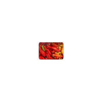 India Chilli Pepper