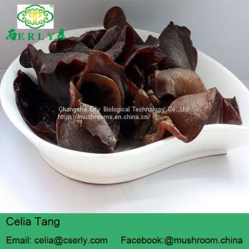GMP Supply 100% Natural Black Fungus photo-3