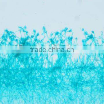 Protista Slides , Algae Slides ,fungi Slides photo-4