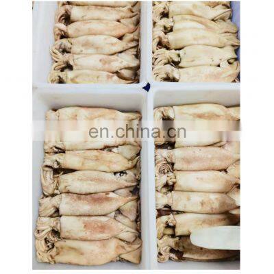 Whole sale BQF squid raw material for fishing bait