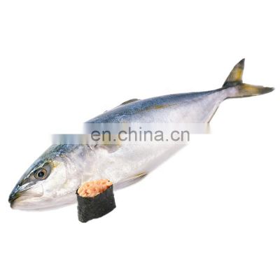 frozen yellow tail fish travelly fish yellowtail fish Seriola quinqueradiata