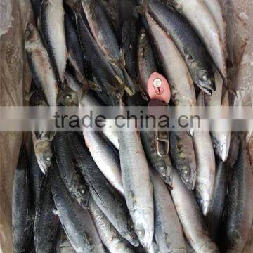 Pacific Mackerel New Coming Seafood photo-3