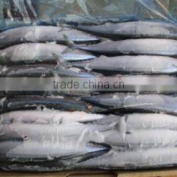 New Coming Frozen Pacific Saury