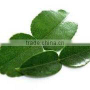 Organic Fresh Kaffir Lime Leaves Grade A