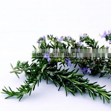 100 Pure Natural Organic Rosemary Essential Oil