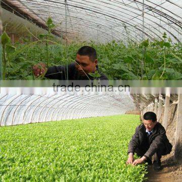 Economical Solar AgriculturalGreenhouse For Vegetables photo-3