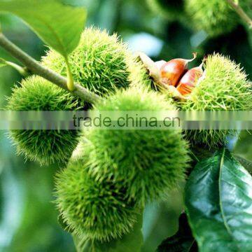 Bulk High Quality Fresh Green Dandong Chestnuts for Sale photo-4
