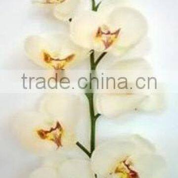 fabric orchid silk orchid wholesale artificial flowers