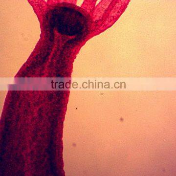 Junior Student Learning Human Histology Slides photo-3