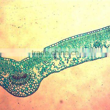 17pcs Indonesia School Students Studing Prepared Microscope Slides photo-2