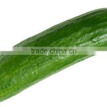 Cucumber Exporters photo-2