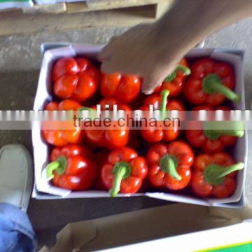 Fresh Capsicum