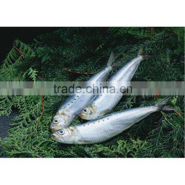 Frozen sardine for bait on sale