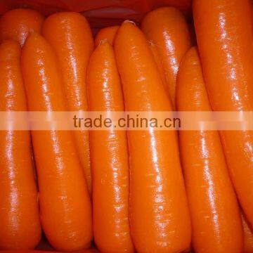 fresh carrot