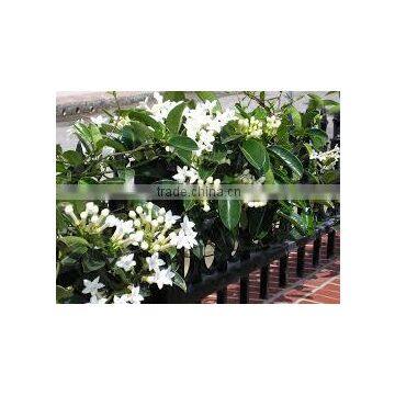 Stephanotis floribunda Madagascar Jasmine Wax Flower