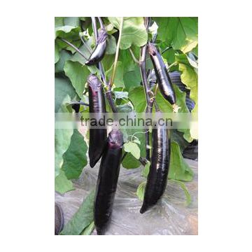 Hybrid F1 High yield black eggplant seeds chinese vegetable seeds for planting-998