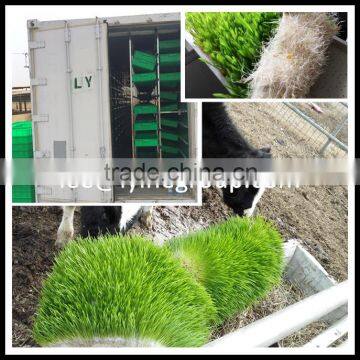 Automatic Temperature Control green fodder system